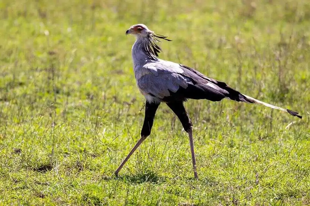 Secretary bird Walking